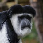 Guereza - Allwetterzoo Münster