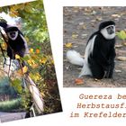 Guereza beim Herbstausflug