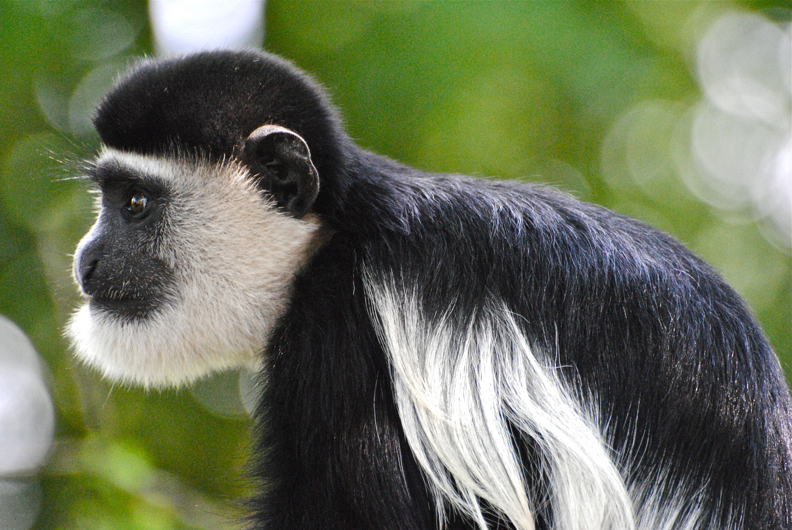 Guereza (Colobus guereza)