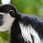 Guereza (Colobus guereza)