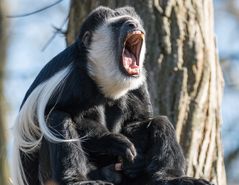 Guereza im Alwetterzoo Münster