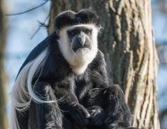 Guereza im Alwetterzoo Münster