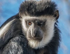 Guereza im Alwetterzoo Münster