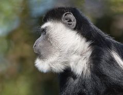 Guereza im Alwetterzoo Münster