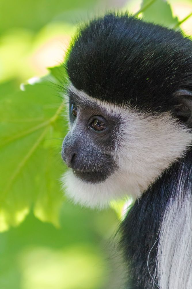 Guereza oder auch Mantelaffe