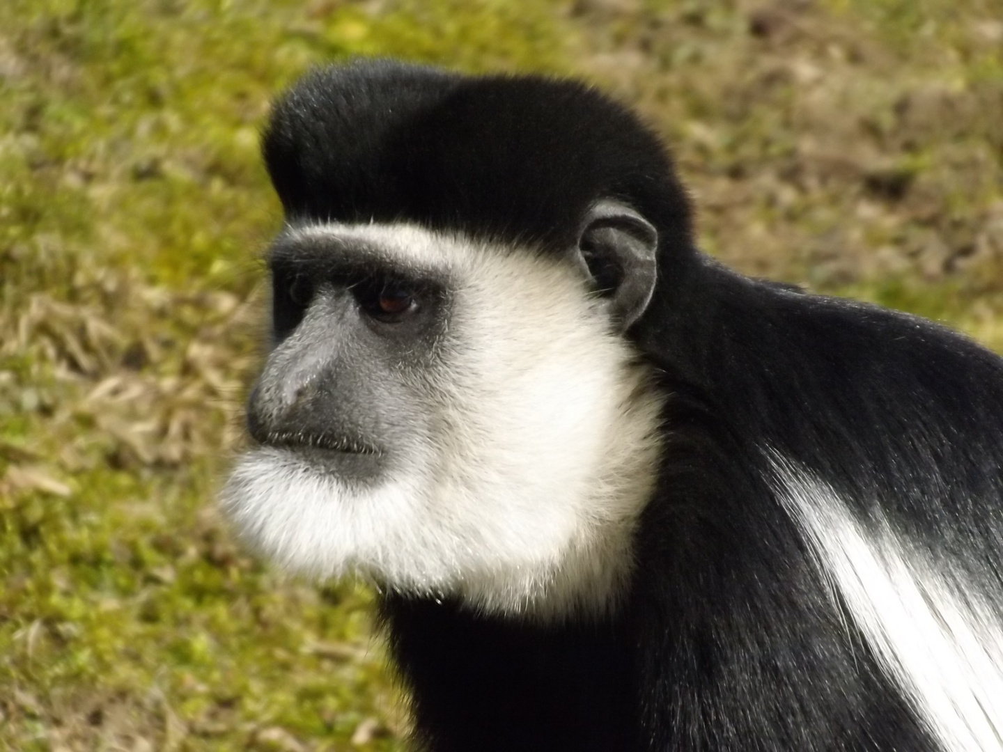 Guerezas im Allwetterzoo Münster