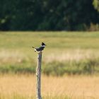 Gürtelfischer - Belted Kingfisher (Megaceryle alcyon, früher Ceryle alcyon)