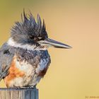 Gürtelfischer - Megaceryle alcyon