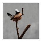 Gürtelgrasfink - Poephila cincta