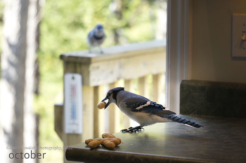 Guest on the kitchen counter