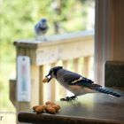 Guest on the kitchen counter