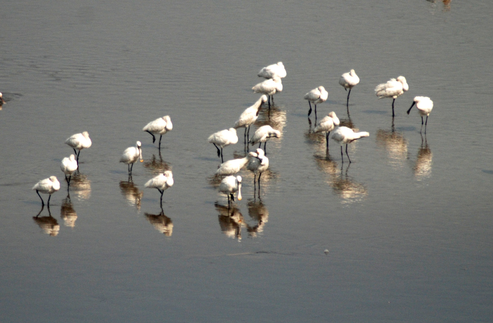 Guests from Siberia ( Migrating Birds)