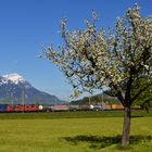 Güter unter der Rigi