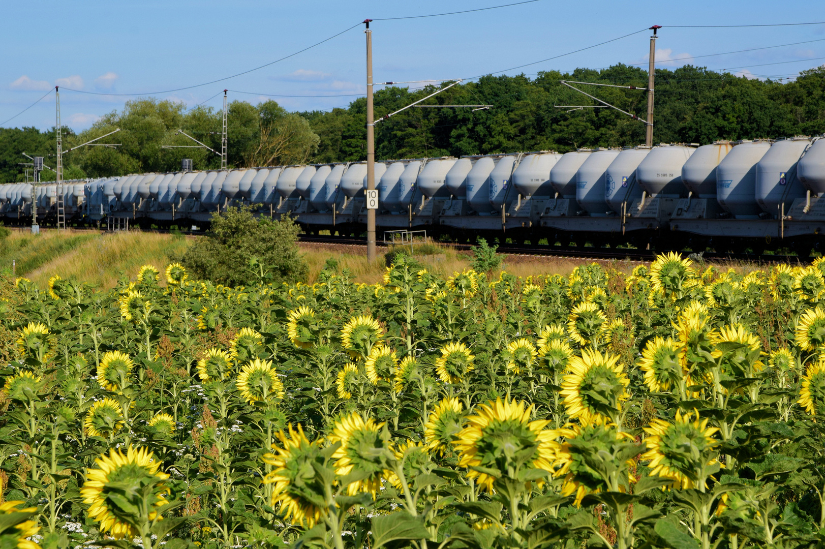 Güterzug mit Sonnenblumen