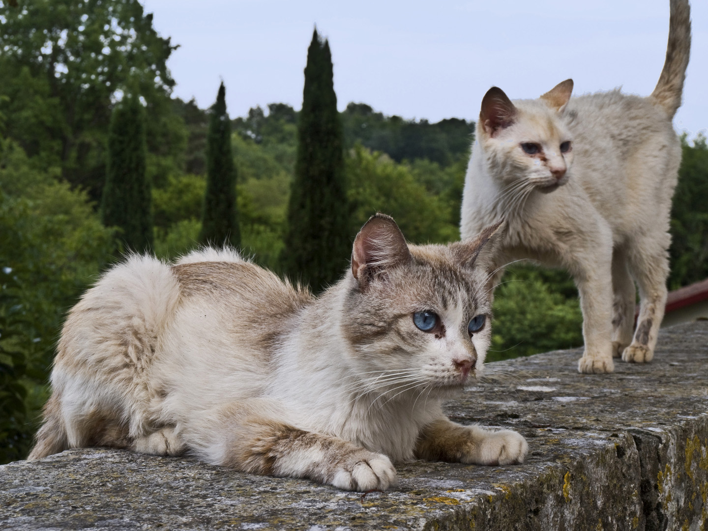 Guetteurs aux yeux bleus