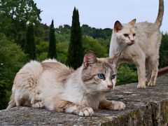 Guetteurs aux yeux bleus