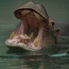 Gueule béante (Hippopotamus amphibius)