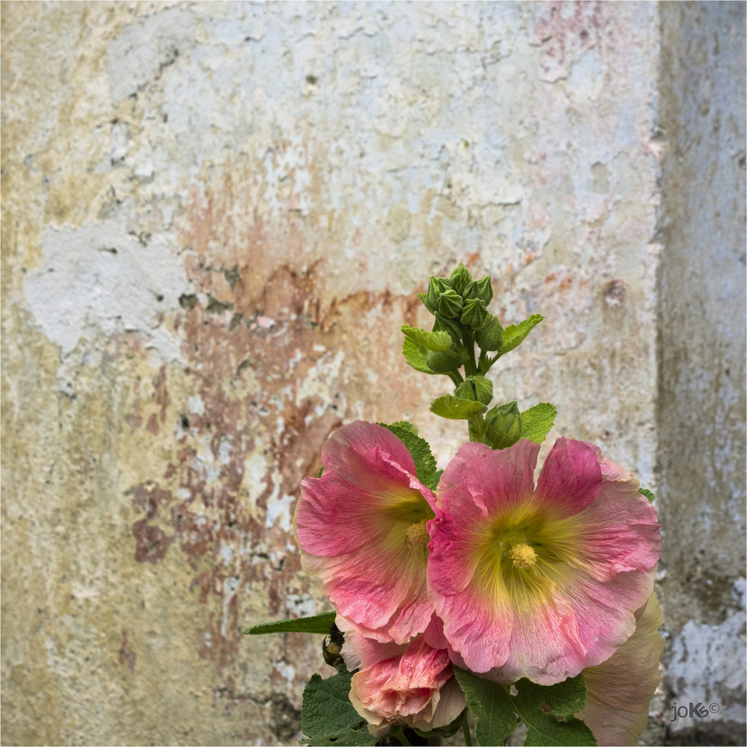 Gufidaun, Stock- oder Bauernrose