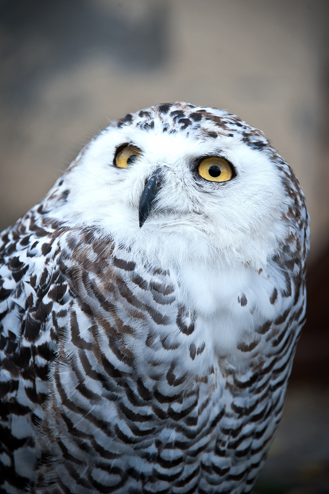 Gufo Foto % Immagini| .incontri tra fotoraduno in lucania, natura animali Foto su fotocommunity