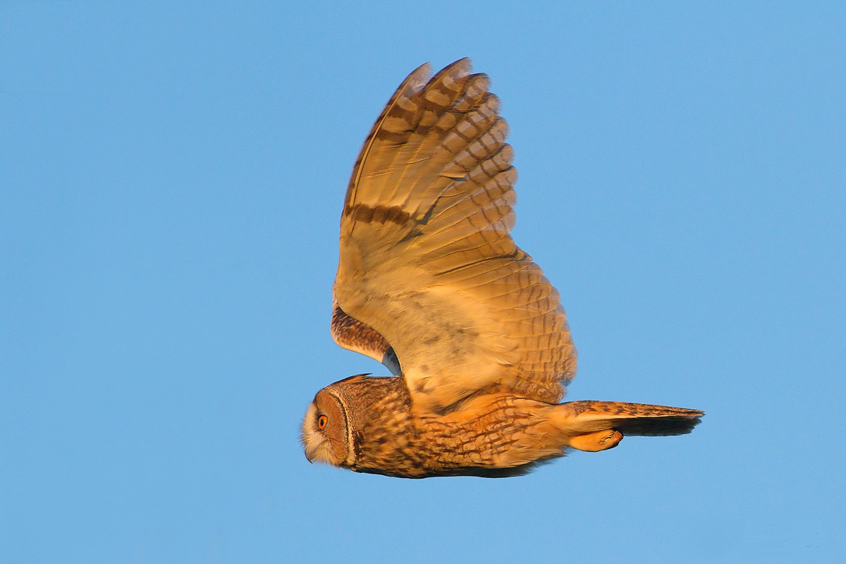 Gufo comune in volo al tramonto