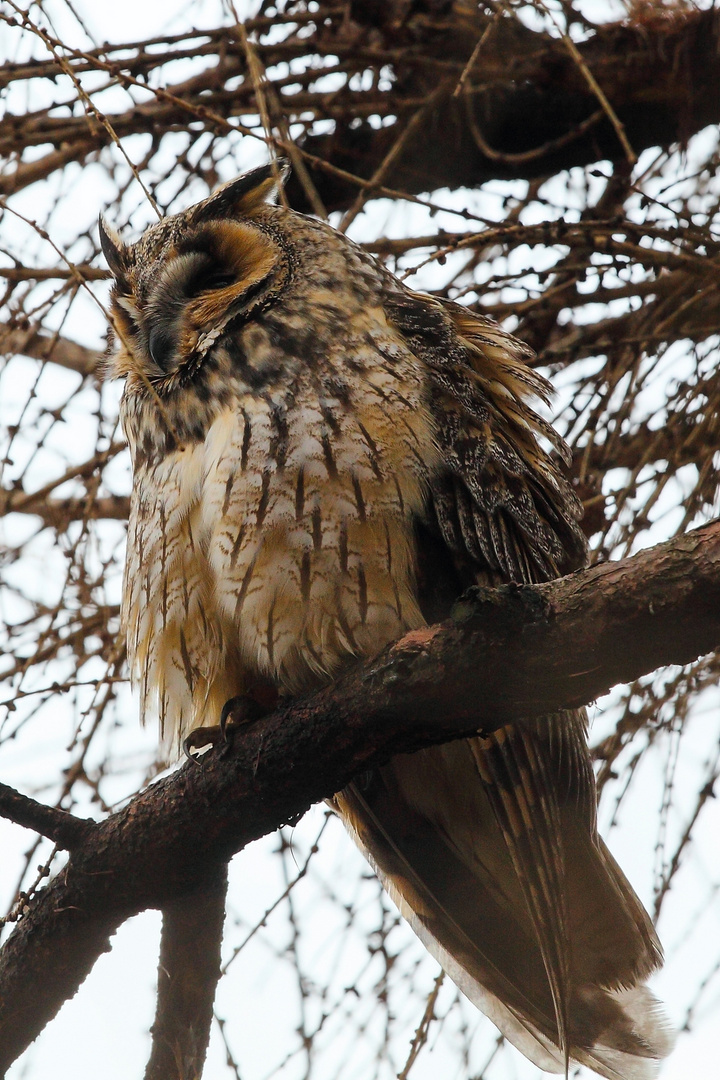 Gufo comune - Long-eared Owl