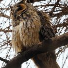 Gufo comune - Long-eared Owl