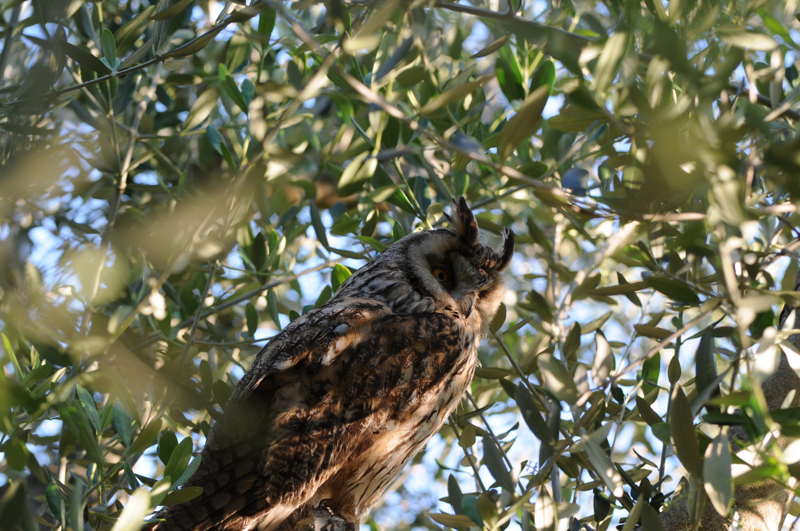 Gufo in Caccia (Owl Hunting)