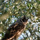 Gufo in Caccia (Owl Hunting)