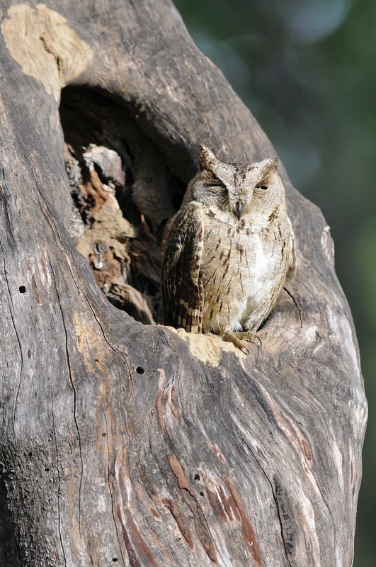 Gufo - Parco Nazionale di Bandhavgarh (Madhya Pradesh - India)