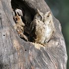 Gufo - Parco Nazionale di Bandhavgarh (Madhya Pradesh - India)