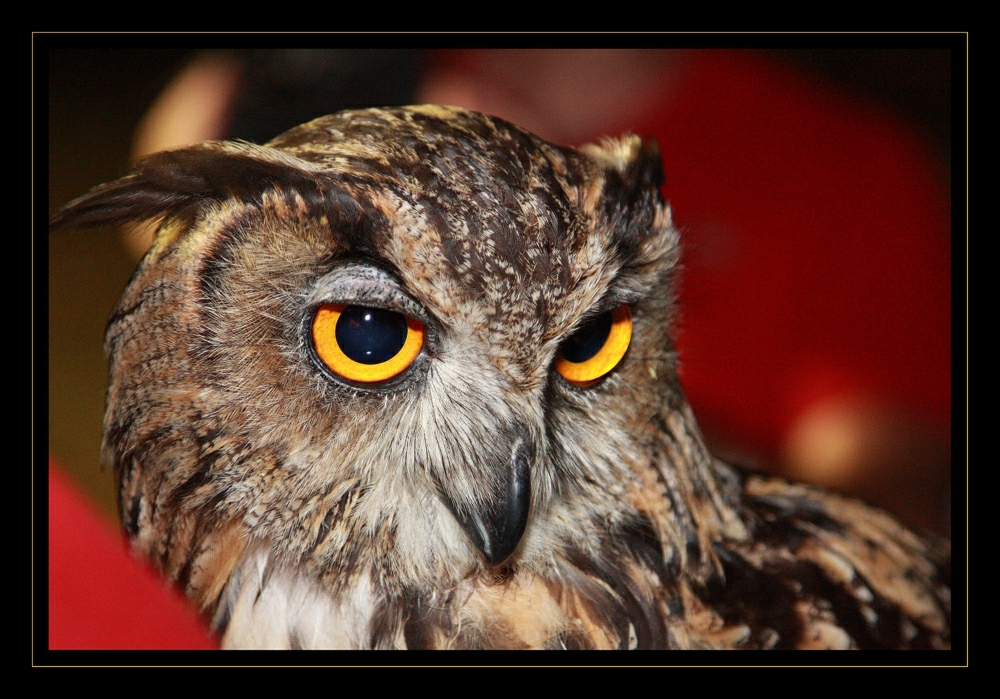 Gufo reale 2 Foto % Immagini| animali, zoo e allevamenti, falconeria