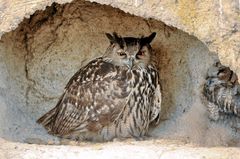 Gufo reale reintroduzioni al pont du gau