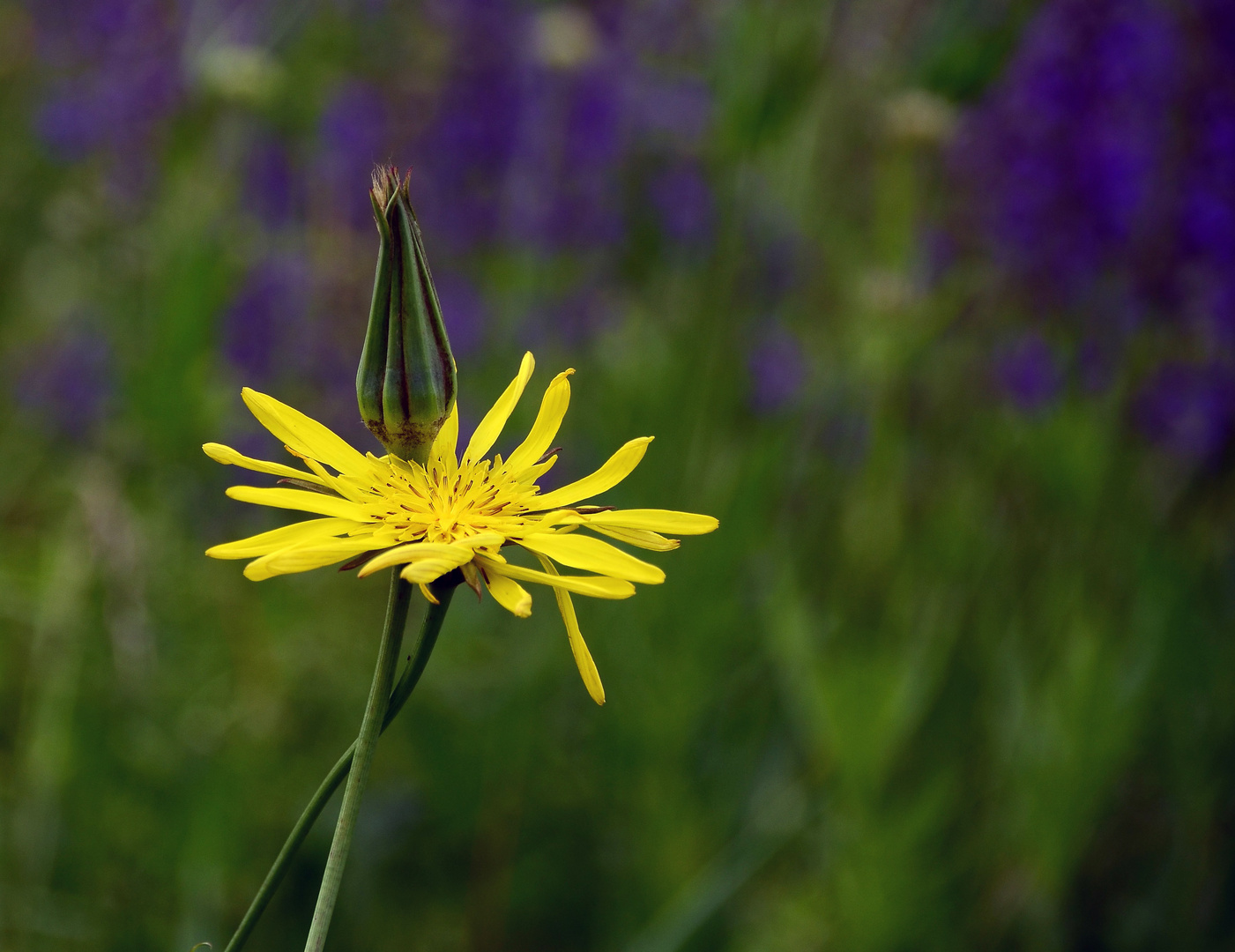 Gugigei-  Wiesenbocksbart in der Salbeiwiese