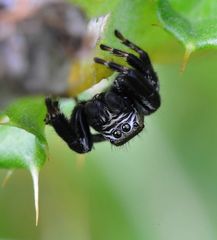 Gugs Du ? Springspinne ( Evarcha arcuata ) in B.-Kirchhellen