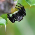 Gugs Du ? Springspinne ( Evarcha arcuata ) in B.-Kirchhellen