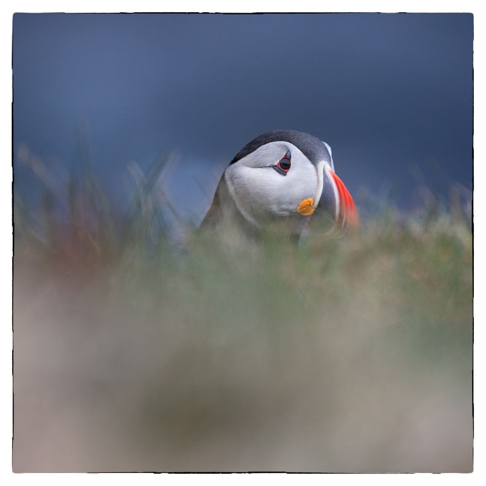 Guguck Foto & Bild world, steilküste, meer Bilder auf