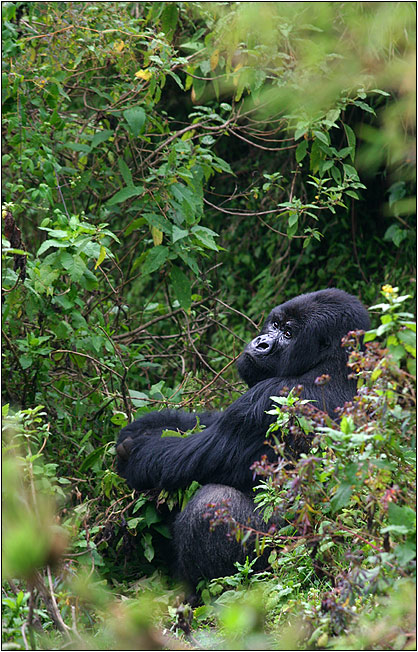 guhonda - the silverback