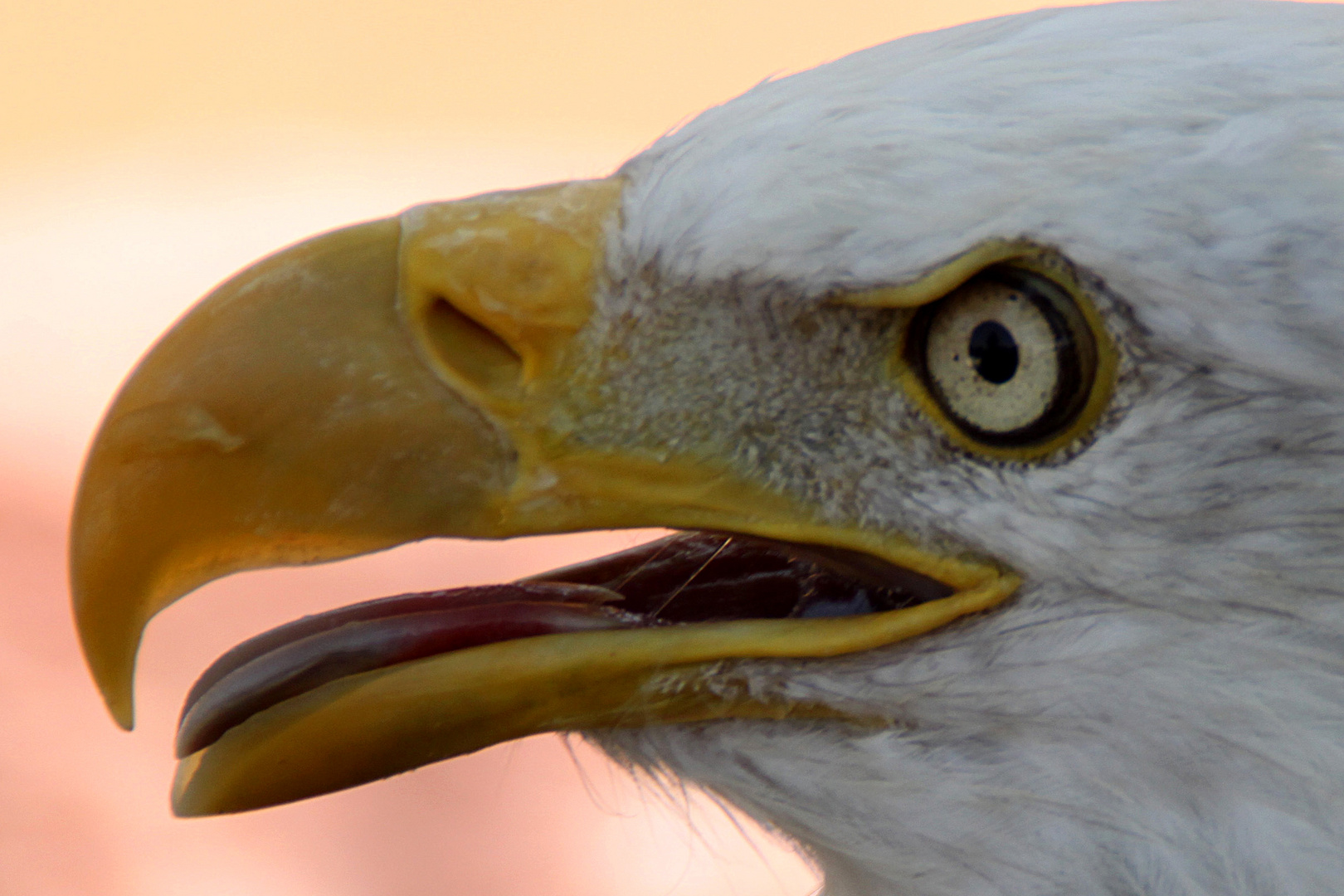 Águila 1