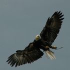 ÁGUILA AMERICANA CAPTADA A 200 METROS DE ALTURA