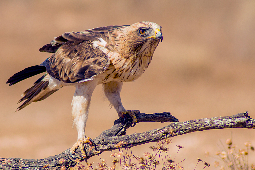 ÁGUILA CALZADA