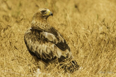 Águila Calzada.