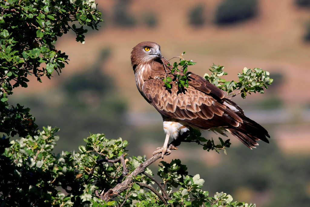 Águila Culebrera