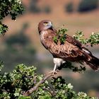 Águila Culebrera