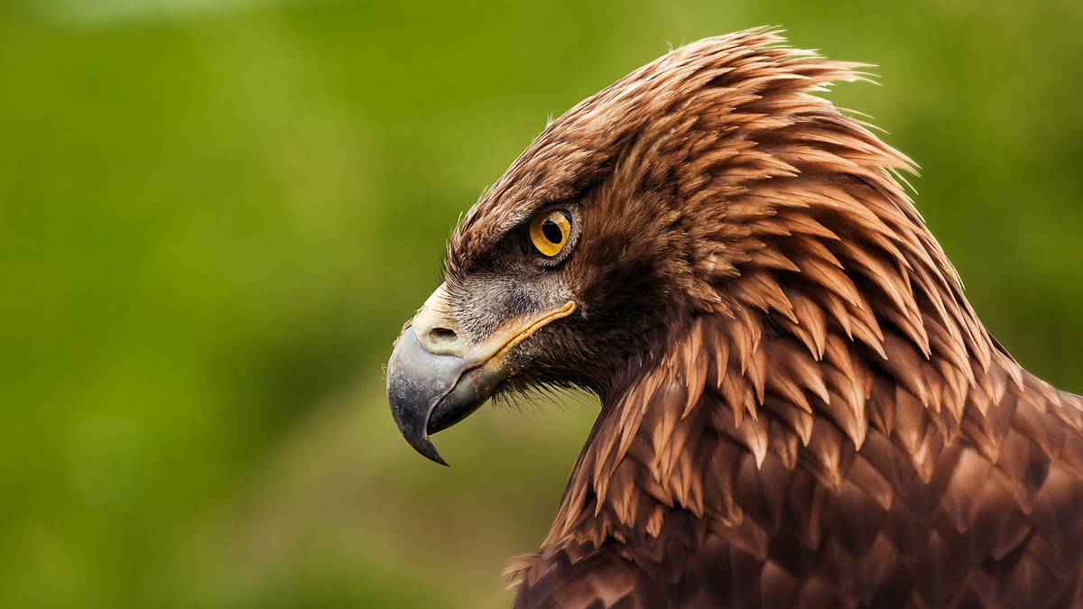 Águila de Cabárceno