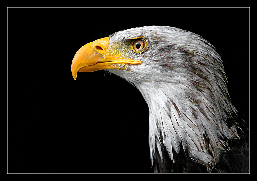 Águila de cabeza blanca