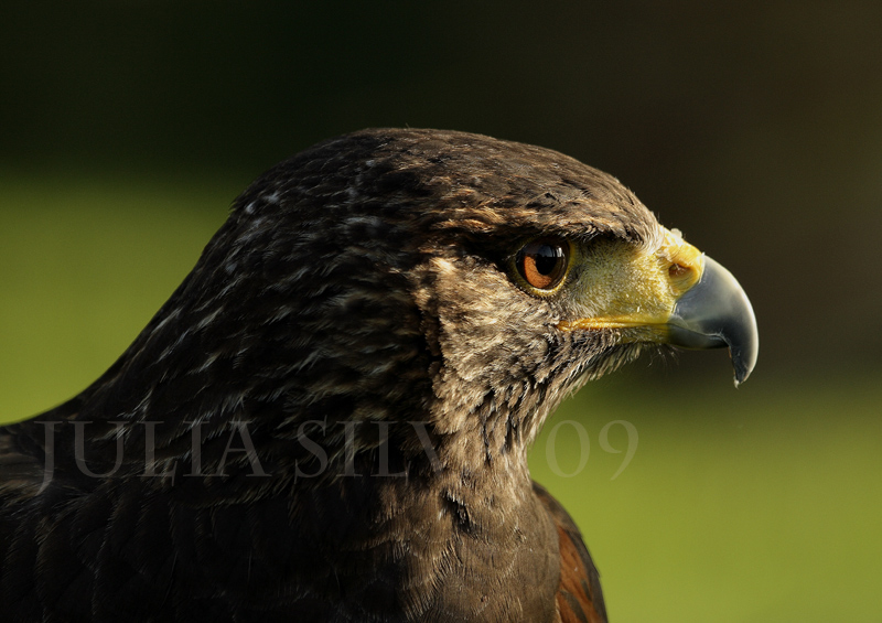 Águila de Harris