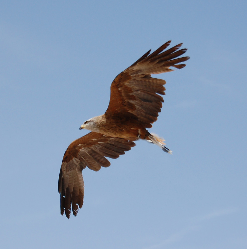 Águila en vuelo