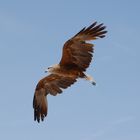 Águila en vuelo