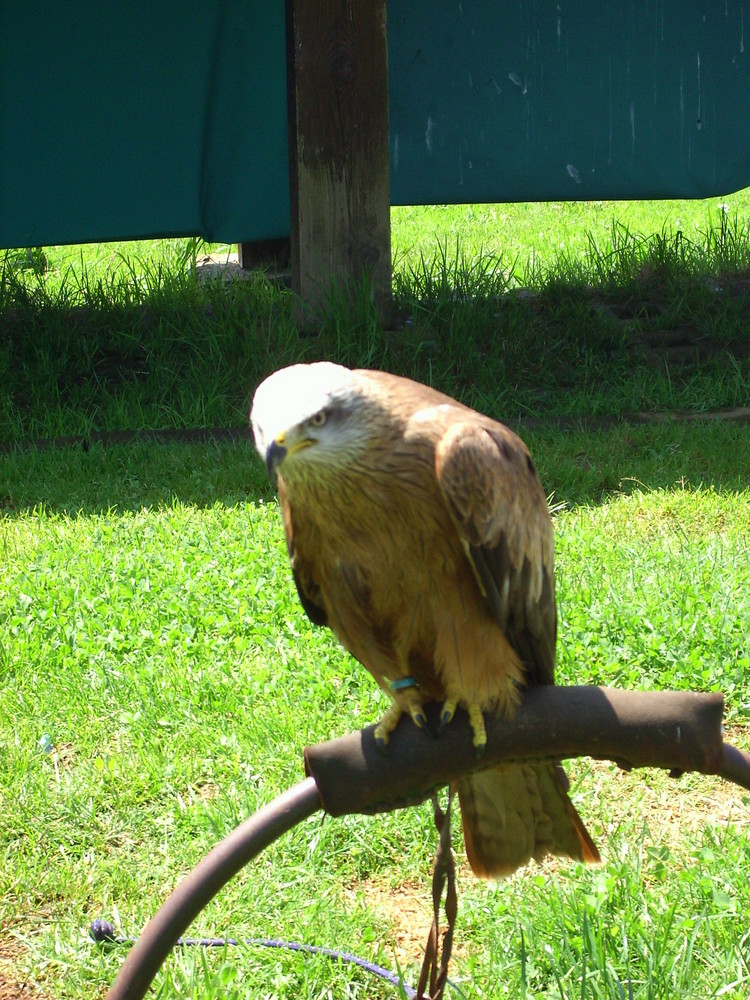 Águila enfadada......