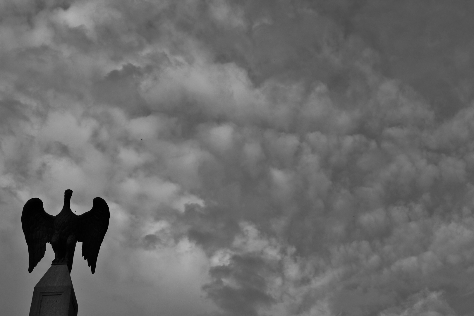 Águila entre las nubes